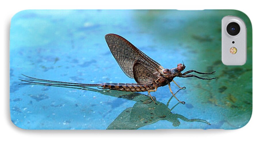 Mayfly iPhone 7 Case featuring the photograph Mayfly Reflected by Thomas Young