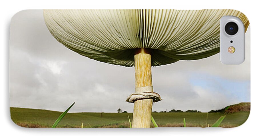 Mushroom iPhone 7 Case featuring the photograph Mega Mushroom IV by Diane Enright