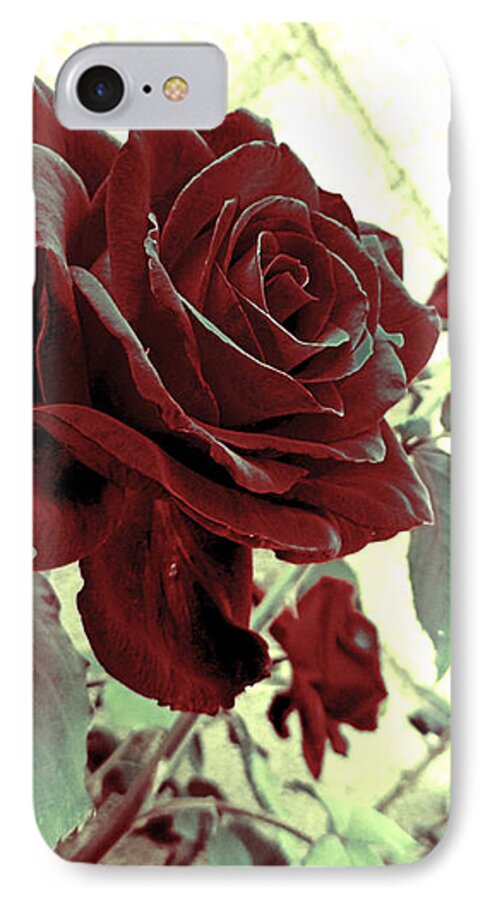 Rose iPhone 7 Case featuring the photograph Melancholy Rose by Shawna Rowe