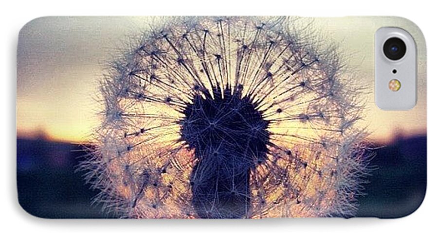 Countryside iPhone 7 Case featuring the photograph #mgmarts #dandelion #sunset #simple by Marianna Mills