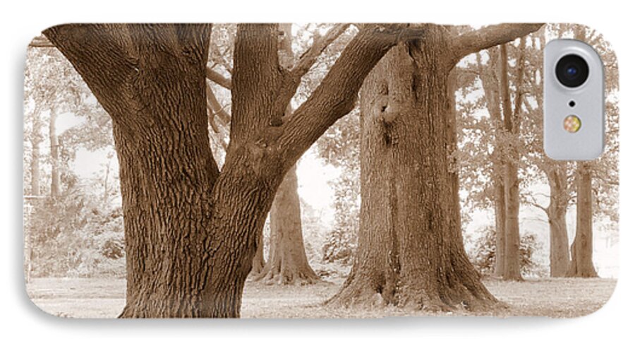 Majestic Oak Trees iPhone 7 Case featuring the photograph Mighty Oaks by Jim Whalen