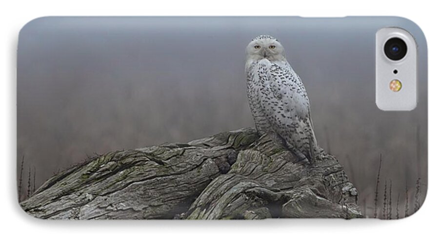 Snowy Owl iPhone 7 Case featuring the photograph Misty Morning Snowy Owl by Daniel Behm