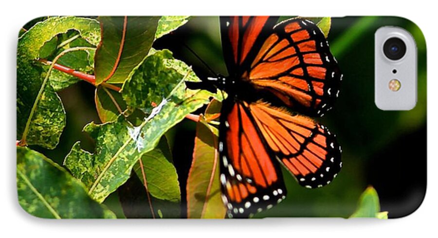 Viceroy Butterfly iPhone 7 Case featuring the photograph Viceroy Butterfly II by Michael Saunders