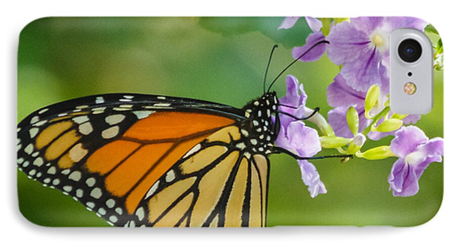 Florida iPhone 7 Case featuring the photograph Monarch butterfly by Jane Luxton