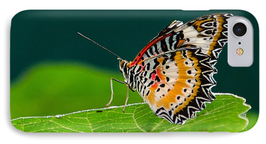 Butterfly iPhone 7 Case featuring the photograph Monarch by Jennifer Kano