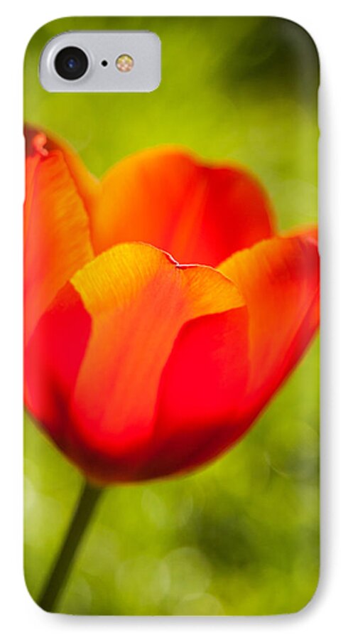 Flower iPhone 7 Case featuring the photograph Morning joy by Davorin Mance
