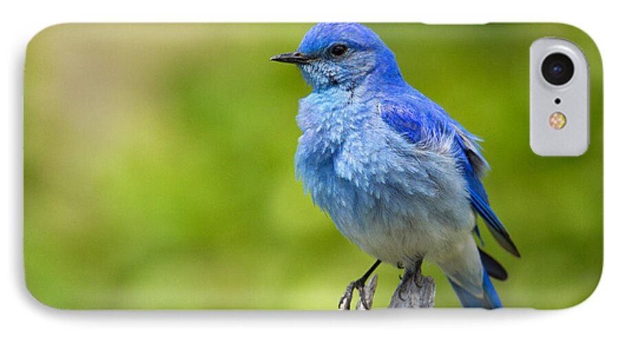 Mountain Bluebird iPhone 7 Case featuring the photograph Mountain Bluebird by Aaron Whittemore