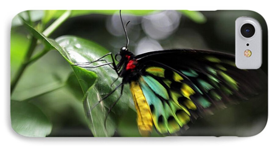 Photos For Sale iPhone 7 Case featuring the photograph Mr. Cairns Birdwing by Mary Lou Chmura