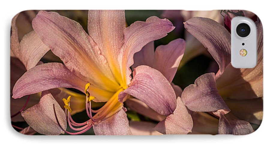 Lycoris Squamigera iPhone 7 Case featuring the photograph Naked Ladies and the Green Bug by Wayne Meyer
