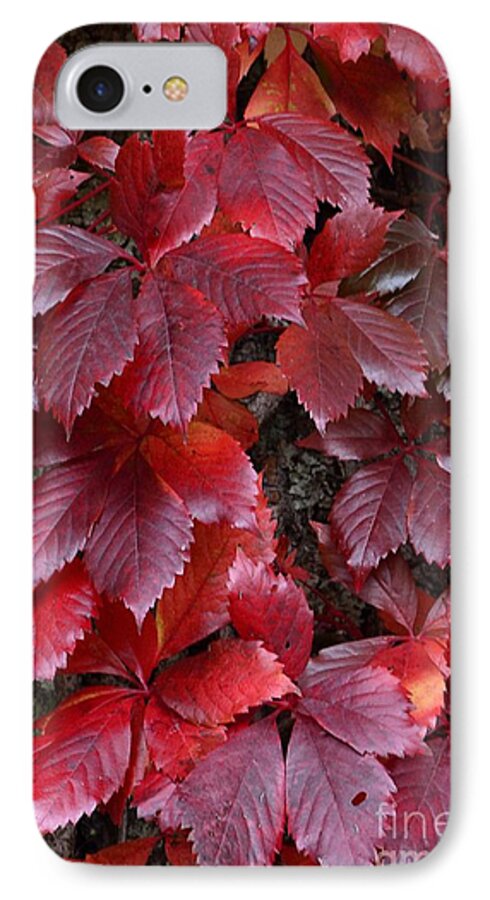 Autumn Color iPhone 7 Case featuring the photograph Natural Beauty by Randy Bodkins