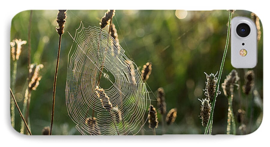 Spider Web iPhone 7 Case featuring the photograph Nature's Intricacies by Paula Ponath