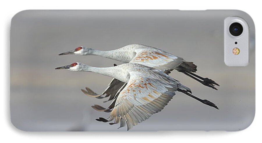 Sandhill Crane iPhone 7 Case featuring the photograph Neck n neck by Bryan Keil
