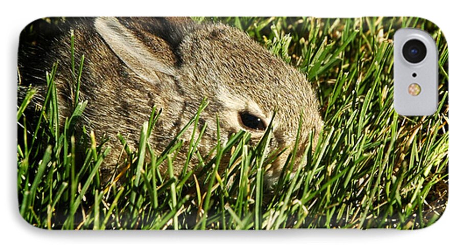 Animals iPhone 7 Case featuring the photograph The Baby Cottontail by Mary Lee Dereske