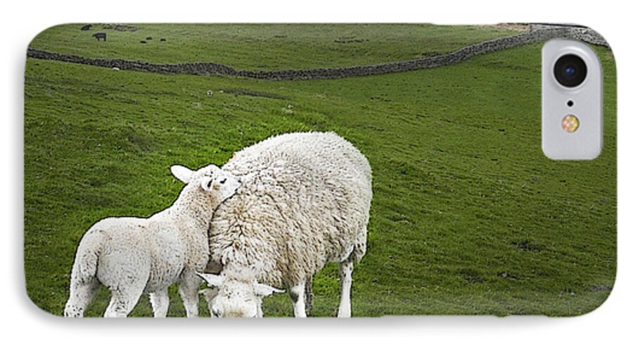 Lambs iPhone 7 Case featuring the digital art No Place Like Home by Vicki Lea Eggen