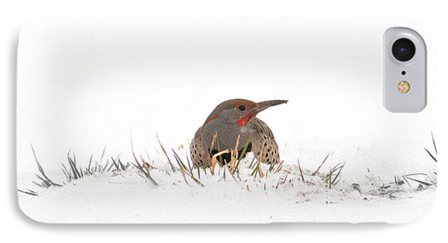 Northern Flicker iPhone 7 Case featuring the photograph Northern Flicker by Al Swasey