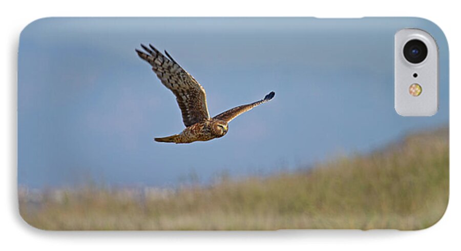 Northern Harrier iPhone 7 Case featuring the photograph Northern Harrier in flight by Duncan Selby