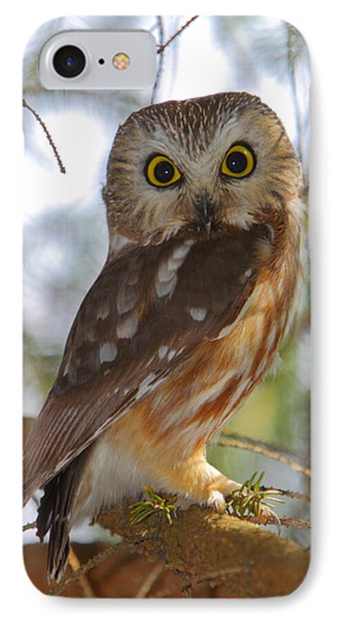 Owl iPhone 7 Case featuring the photograph Northern Saw-whet Owl by Bruce J Robinson