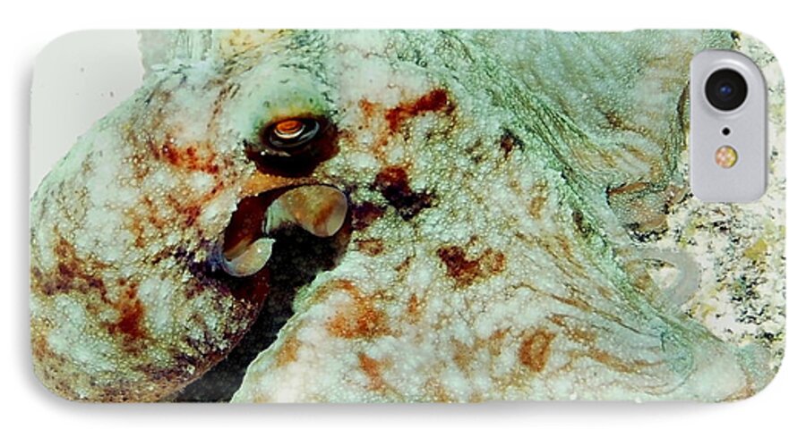 Nature iPhone 7 Case featuring the photograph Octopus on the Reef by Amy McDaniel