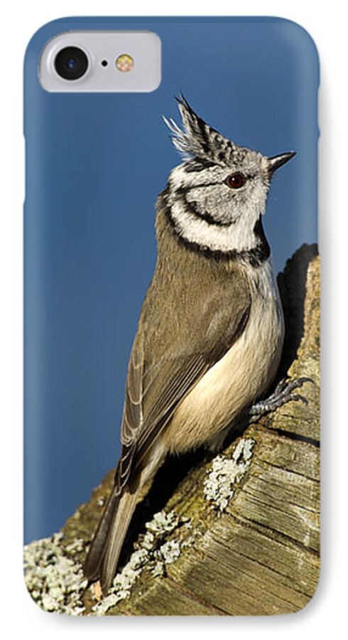 On The Edge iPhone 7 Case featuring the photograph On the edge by Torbjorn Swenelius