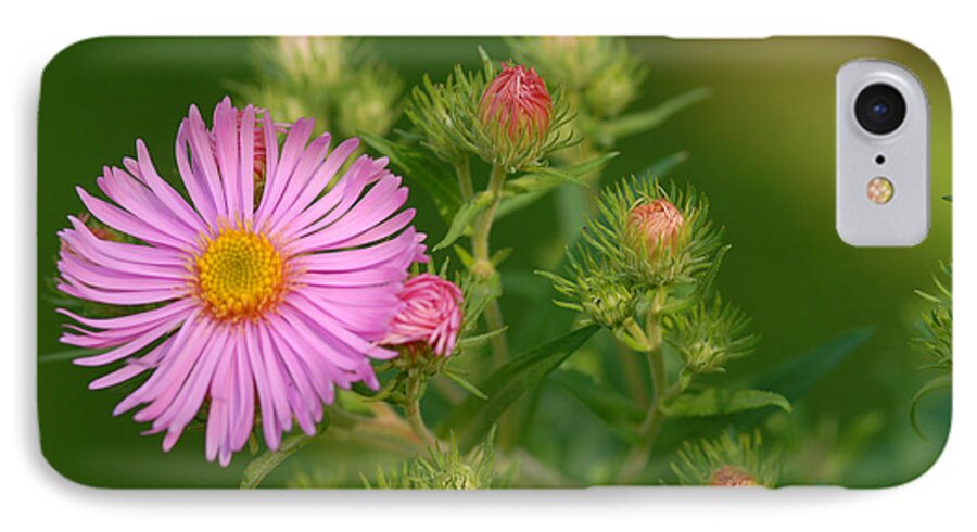 Flower iPhone 7 Case featuring the photograph Opening by Alana Ranney