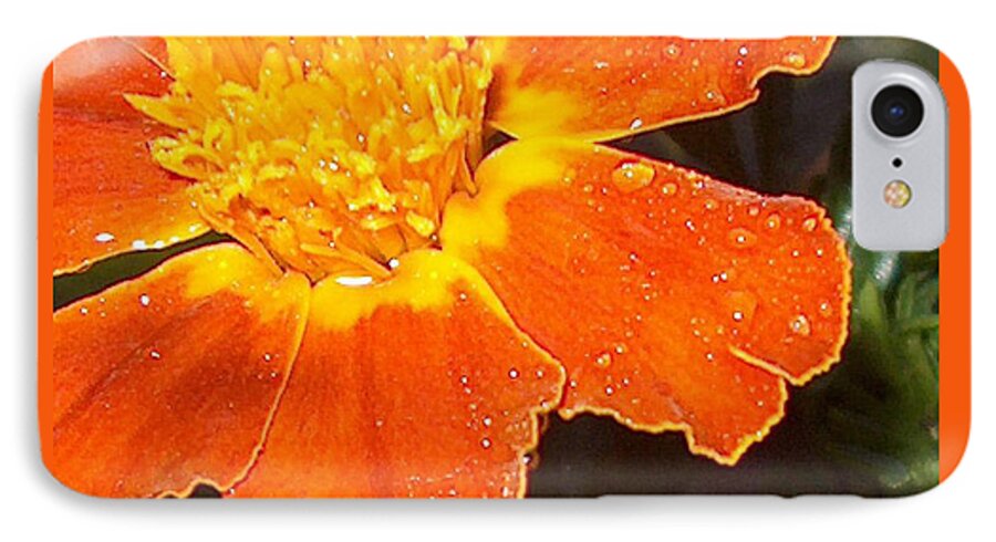 Orange iPhone 7 Case featuring the photograph Orange Flower by Bertie Edwards