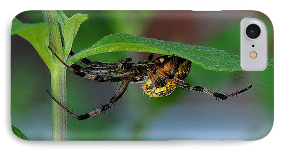 Spider iPhone 7 Case featuring the photograph Orb Weaver Spider by Karen Slagle