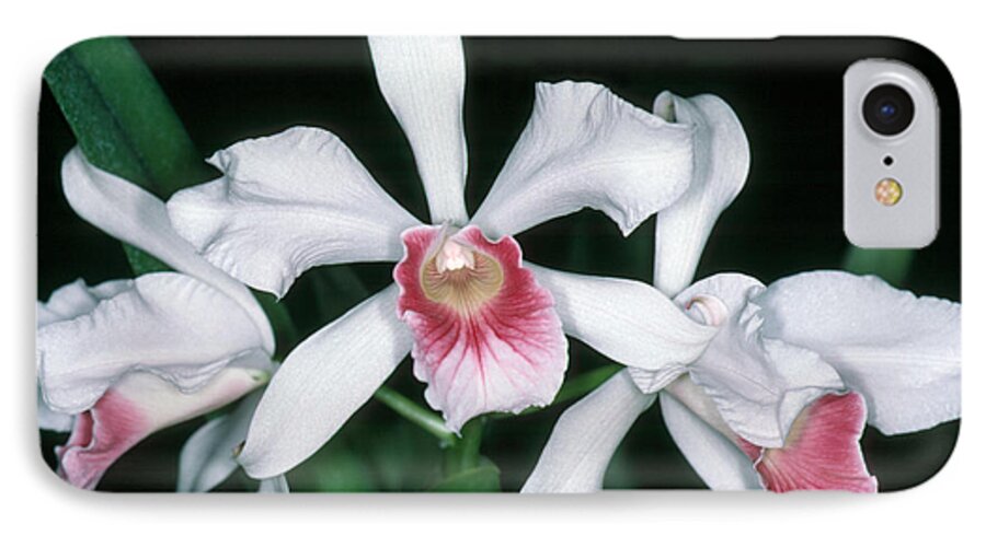 Flower iPhone 7 Case featuring the photograph Orchid 10 by Andy Shomock