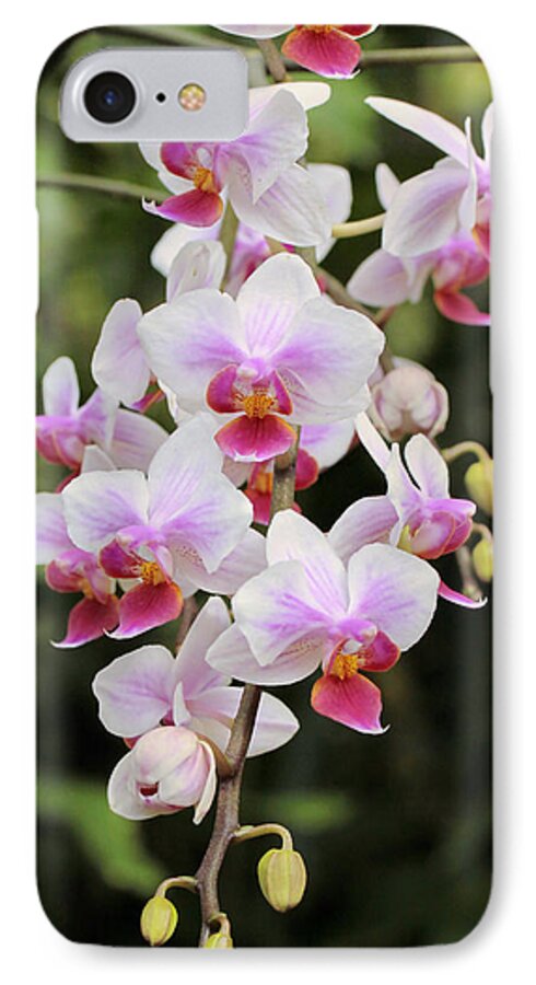 Orchids iPhone 7 Case featuring the photograph Orchid Cascade by Harold Rau