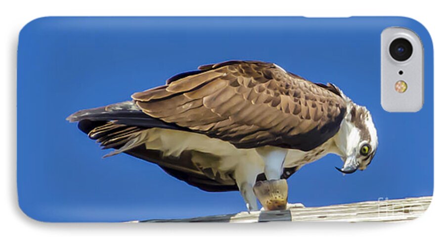 Osprey Eating Lunch iPhone 7 Case featuring the photograph Osprey eating Lunch by Dale Powell