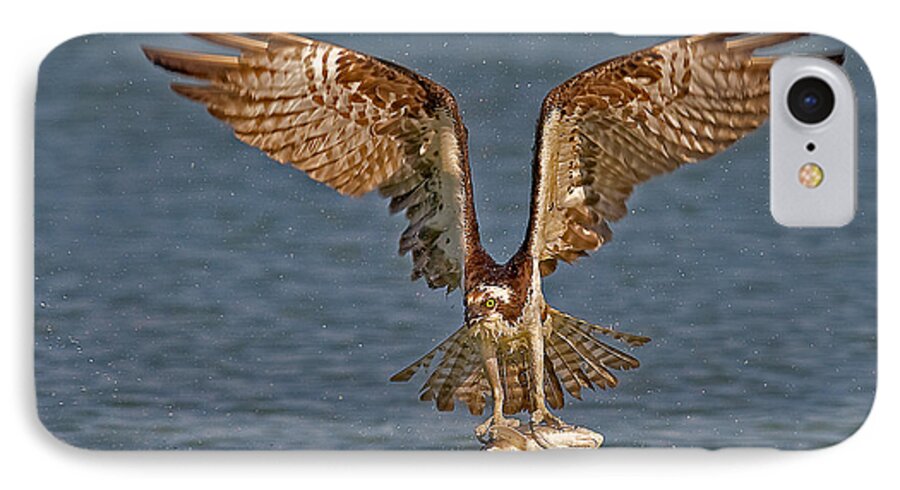 Osprey iPhone 7 Case featuring the photograph Osprey Morning Catch by Susan Candelario