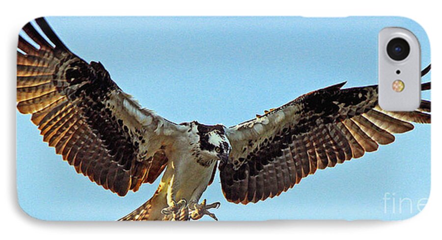 Osprey iPhone 7 Case featuring the photograph Osprey Talons First by Larry Nieland