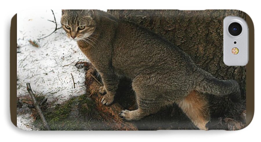 Cat iPhone 7 Case featuring the photograph Out for a Stroll by Patricia Overmoyer