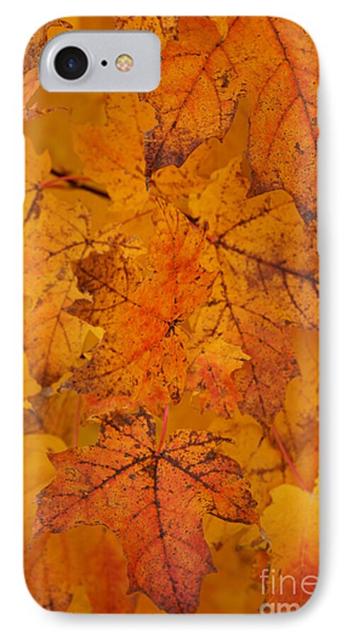 Autumn iPhone 7 Case featuring the photograph Painted Leaves of Autumn by Linda Shafer