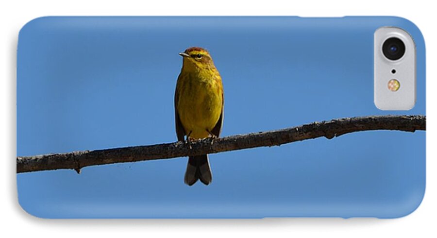 Palm Warbler iPhone 7 Case featuring the photograph Palm Warbler by James Petersen
