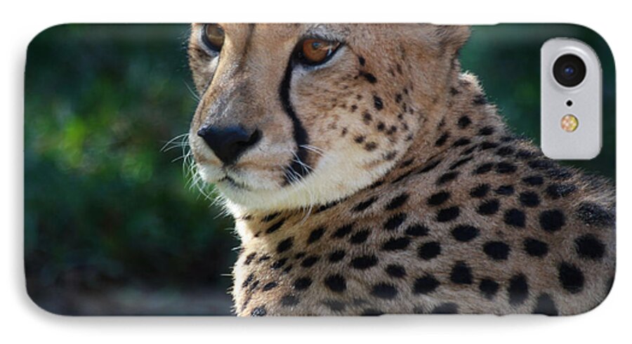 Cheetah iPhone 7 Case featuring the photograph Pampered Kitty by Joseph G Holland