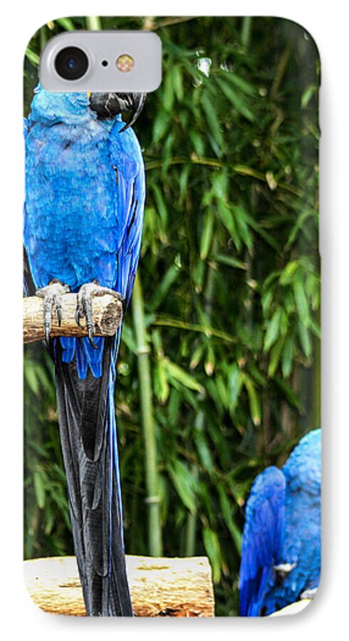 Parrot iPhone 7 Case featuring the photograph Parroting Parrots by Toma Caul