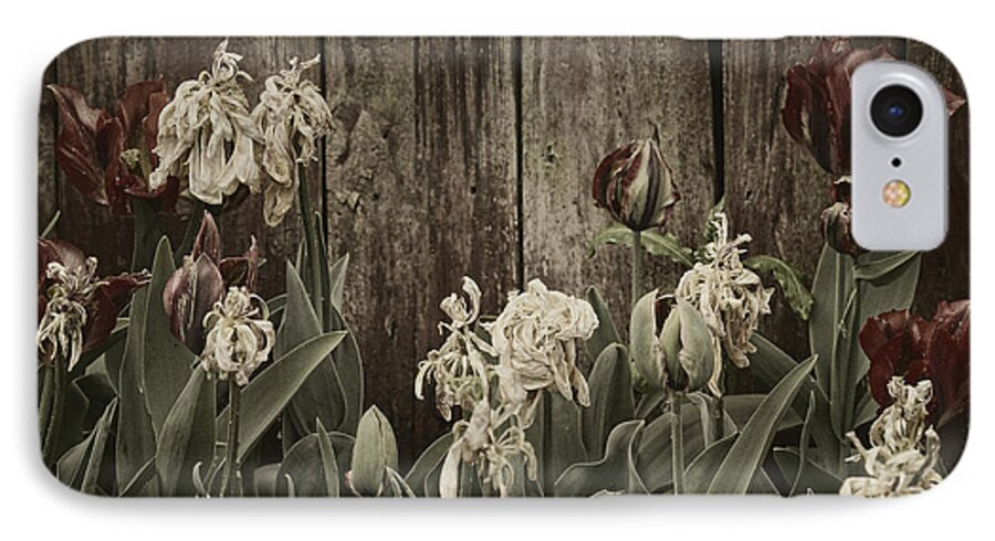 Tulips iPhone 7 Case featuring the photograph Past it's prime by Inge Riis McDonald