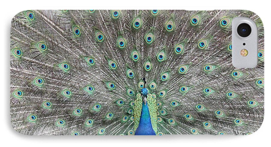 Peacock iPhone 7 Case featuring the photograph Peacock by John Telfer