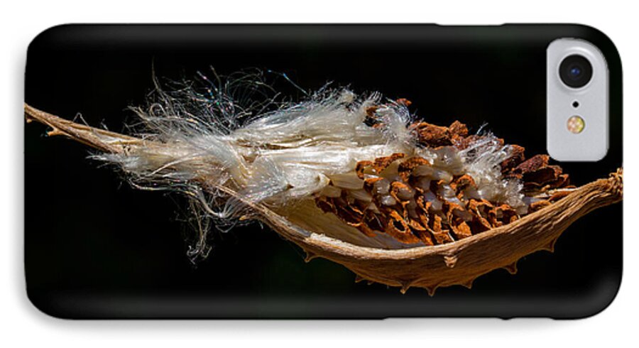 Pod iPhone 7 Case featuring the photograph Pearl Milkweed Pod Split Open by Steven Schwartzman