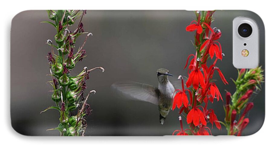 Bird iPhone 7 Case featuring the photograph Peek A Boo by Judy Wolinsky