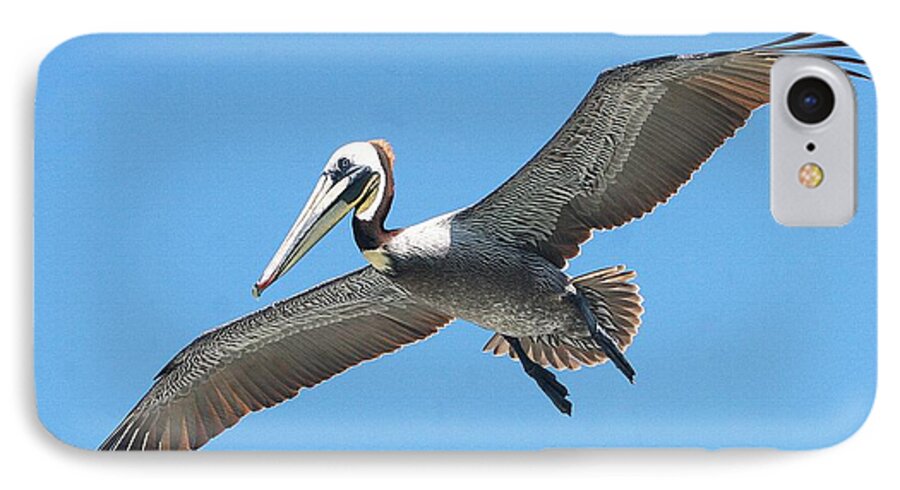 Pelican Landing On Pier iPhone 7 Case featuring the photograph Pelican Landing On Pier by Tom Janca