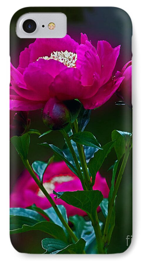 Peony iPhone 7 Case featuring the photograph Peony Glow by Robert Pilkington