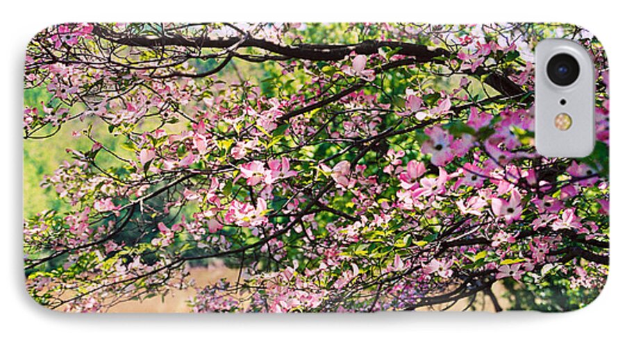 Pink Dogwood Tree iPhone 7 Case featuring the photograph Pink Dogwood I by Anita Lewis