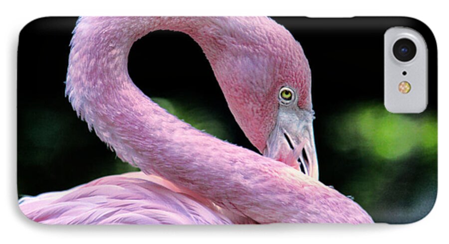 Flamingo iPhone 7 Case featuring the photograph Pink Flamingo by John Douglas