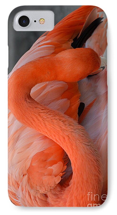 Pink Flamingo iPhone 7 Case featuring the photograph Pink Flamingo by Robert Meanor