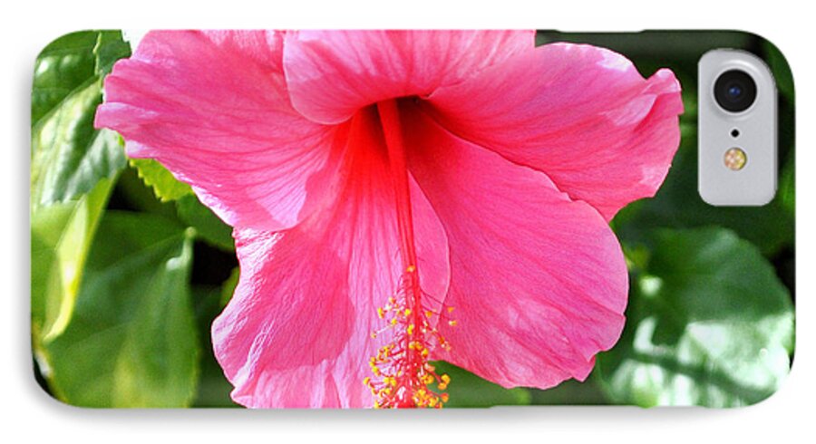 Flower iPhone 7 Case featuring the photograph Pink Hibiscus With Large Stamen by Jay Milo