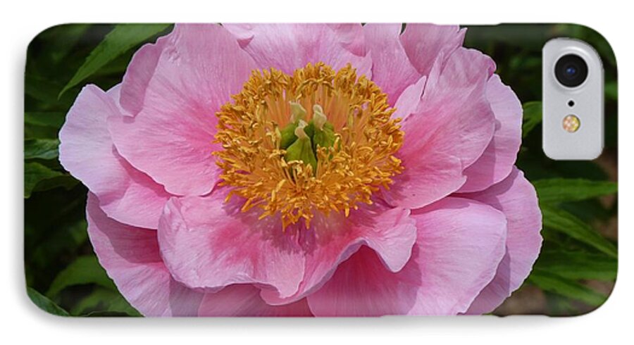 Flower iPhone 7 Case featuring the photograph Pink Poppy by Jeanette Oberholtzer