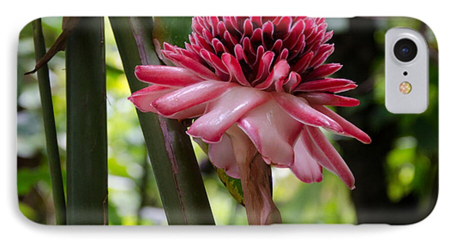 Pink iPhone 7 Case featuring the photograph Pink Torch Ginger by Laurel Best