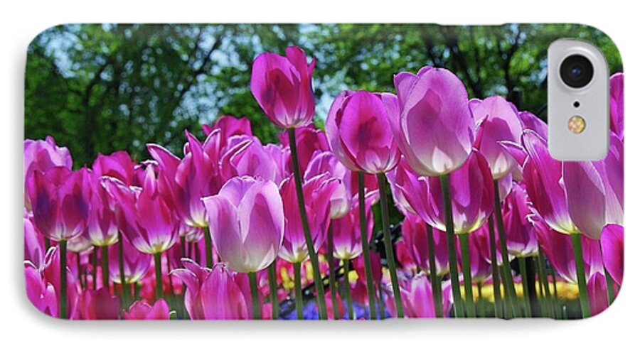 Pink Tulips iPhone 7 Case featuring the photograph Pink Tulips by Allen Beatty