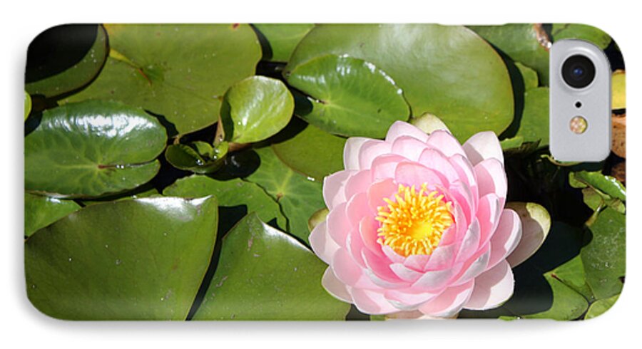 Flora iPhone 7 Case featuring the photograph Pink Waterlily by Gerry Bates